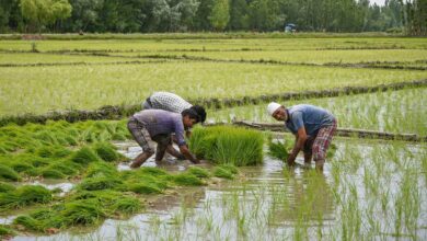 Paddy season in Srinagar