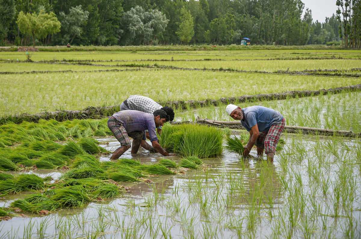 Paddy season in Srinagar