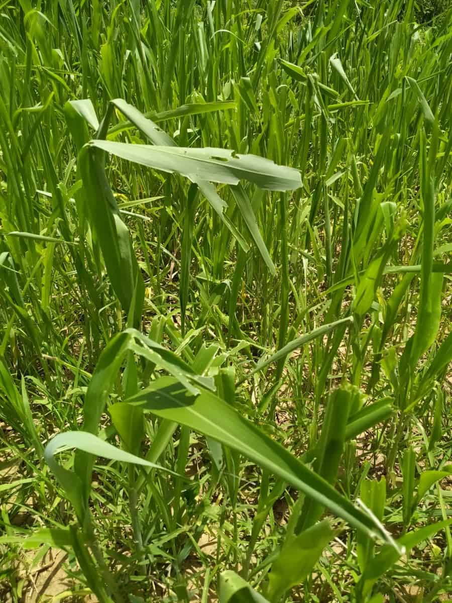 vegetables and fodder crops damage by Locust