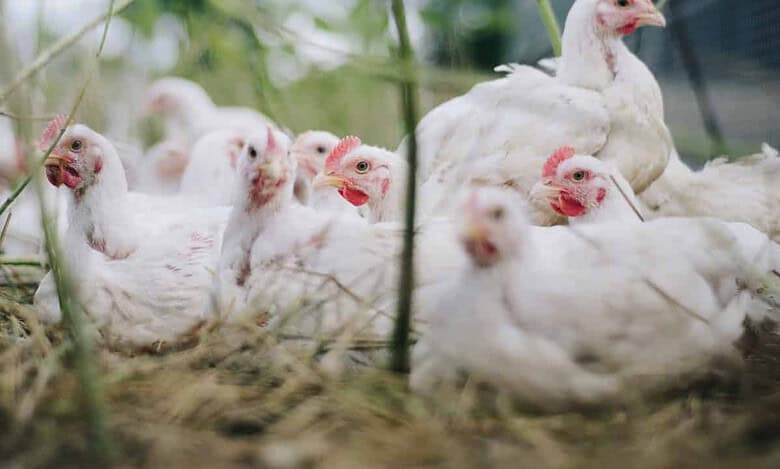 20k chickens dead in Telangana in February: Officials