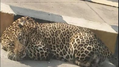 Bangalore on high alert after leopards spotted