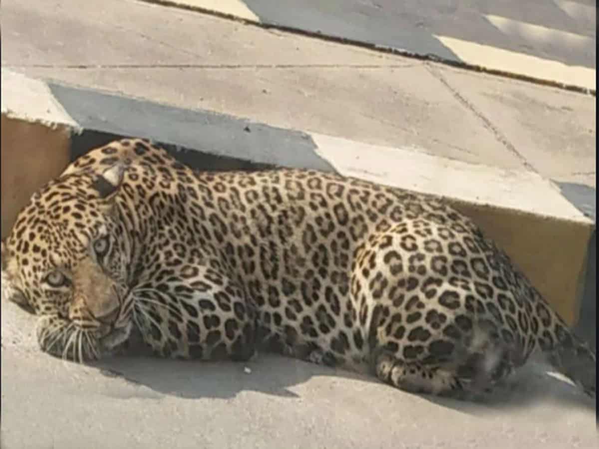 Bangalore on high alert after leopards spotted