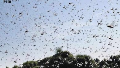 locust attack