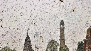Locust attack in Hyderabad