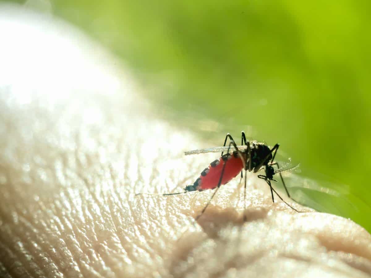 11 dengue cases in Lucknow in 24 hrs