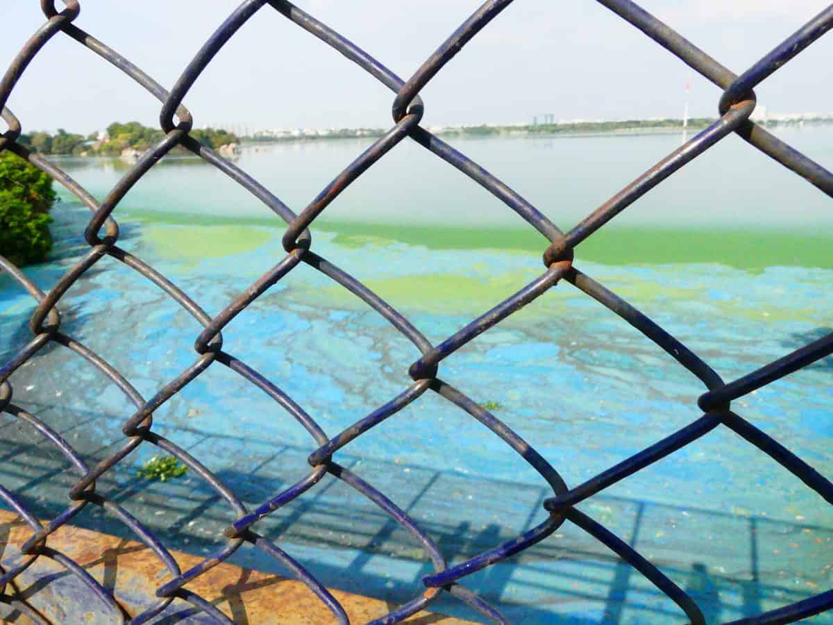 Hussain Sagar is not polluted: TS Pollution Control Board