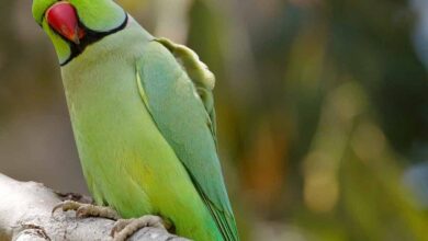 The parrot who chose freedom