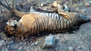 Tiger carcass found in Pilibhit Reserve