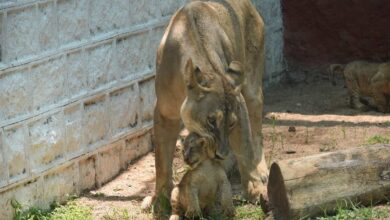 African lion cubs make first appearance at Hyderabad Zoo
