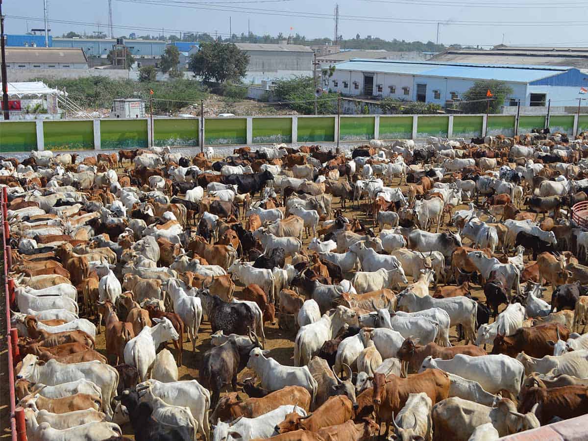 Lockdown Impact: Animals are starving during the Lockdown