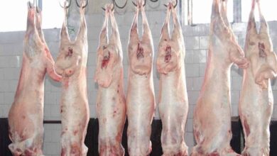 High-quality mutton can’t be sold at Rs 700: Meat merchants