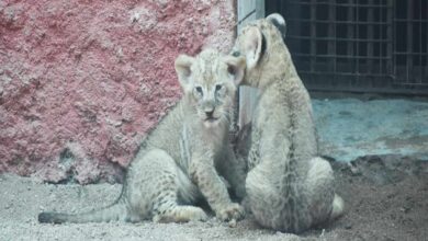 African lion cubs make first appearance at Hyderabad Zoo