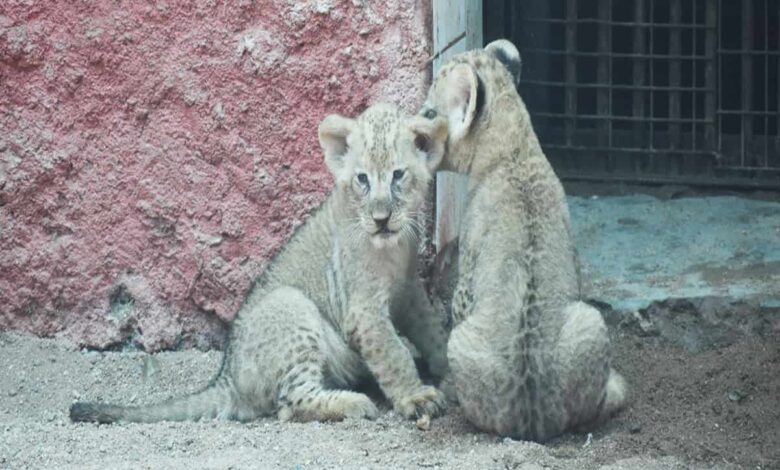 African lion cubs make first appearance at Hyderabad Zoo