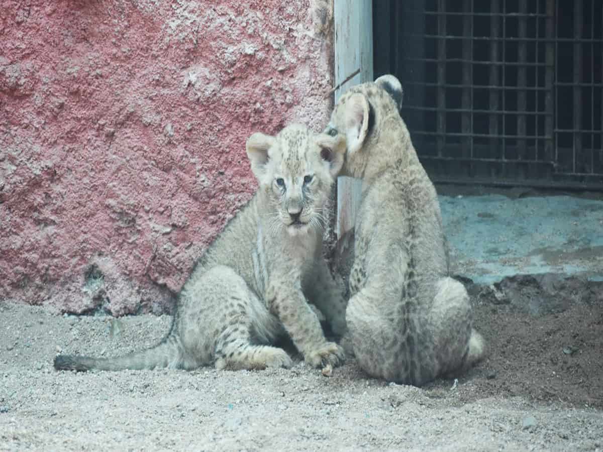 African lion cubs make first appearance at Hyderabad Zoo