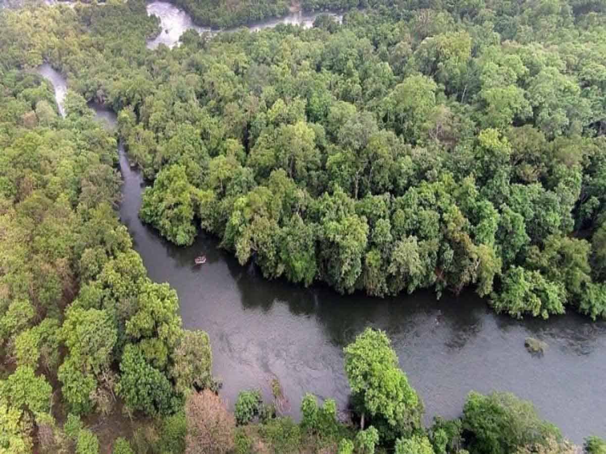 Opening of NallaMala forests for uranium will be suicidal: