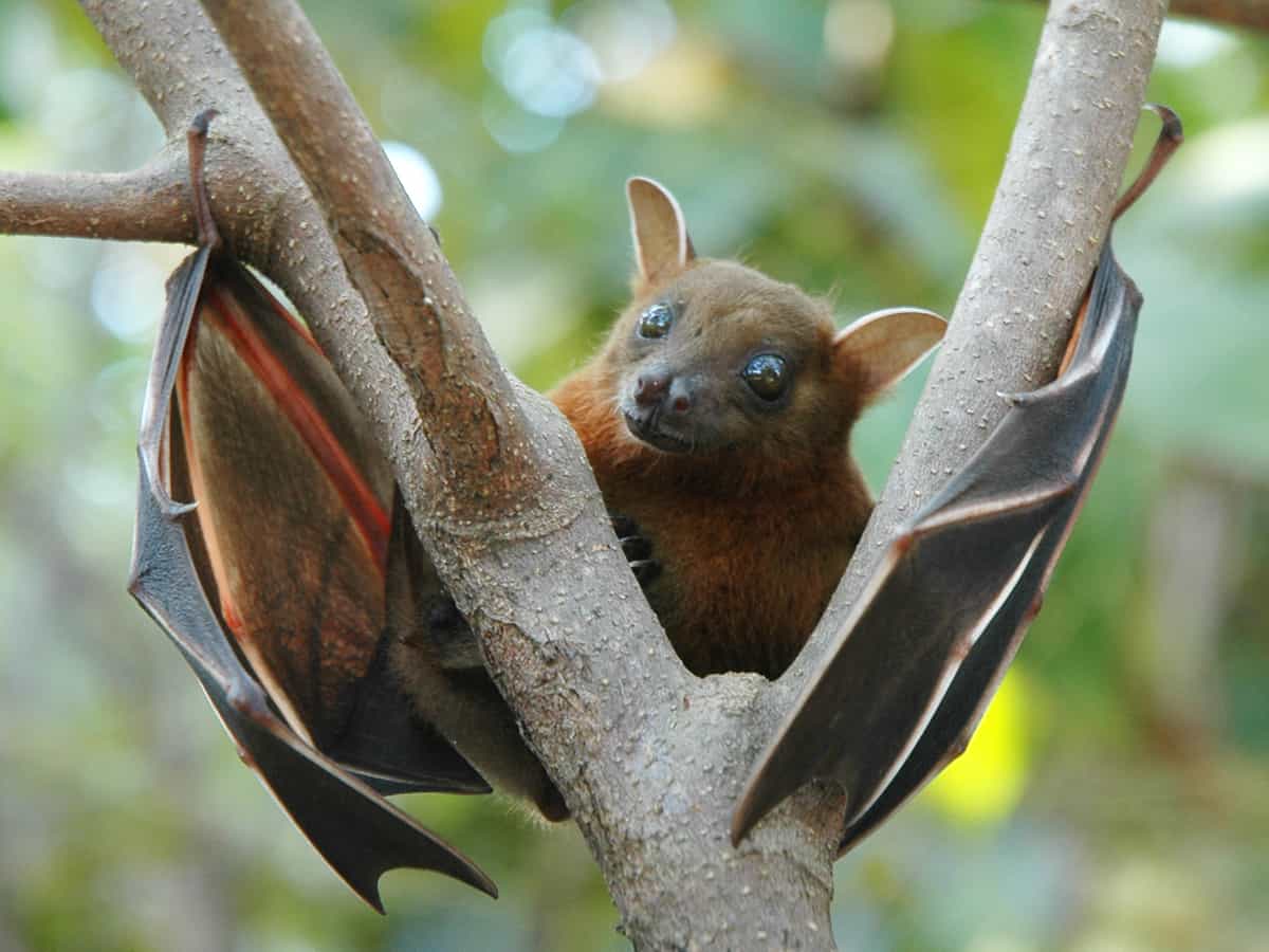 52 bats drop dead in 60 mins, scare UP town