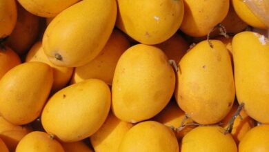 Mango---King of fruits---loved by kings and commoners