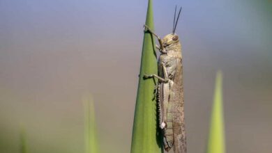 Migratory locust perched green plant