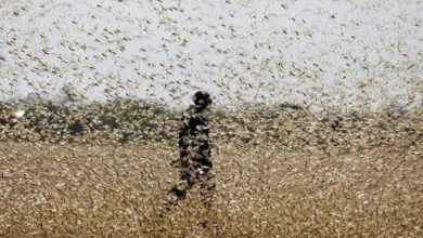 Locust effected 3.5 lakh hectares of agricultural land