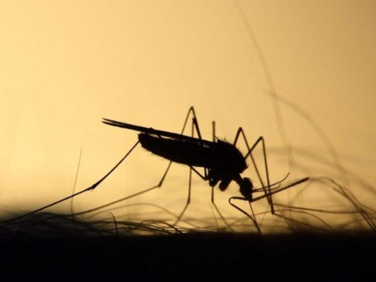 Hyderabad sees dip in dengue cases from last year, say officials