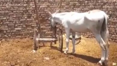 Donkey arrested