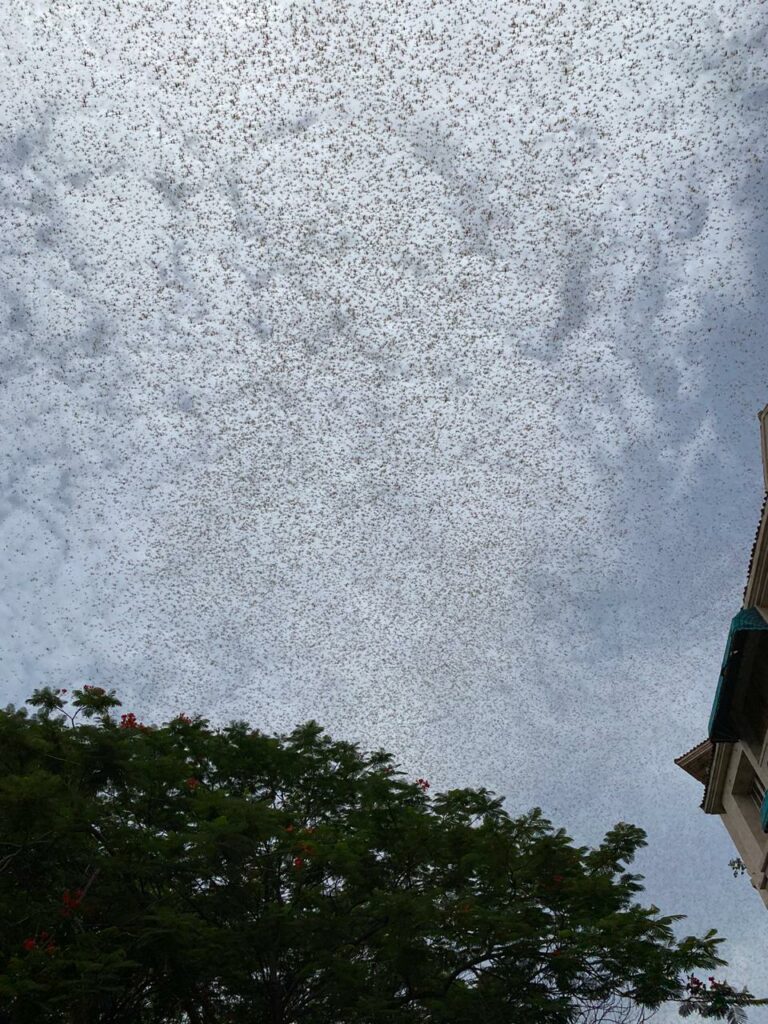 Gurugram: A swarm of locusts fly past a DLF building, in Gurugram, Saturday, June 27, 2020.