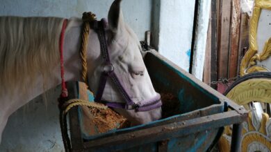 Corona spells trouble for caretakers of wedding horses