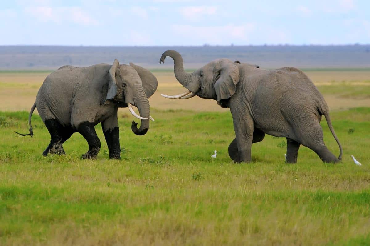 Elephant