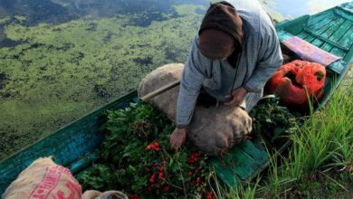 Dal Lake is serving as main vegetable market for Srinagar