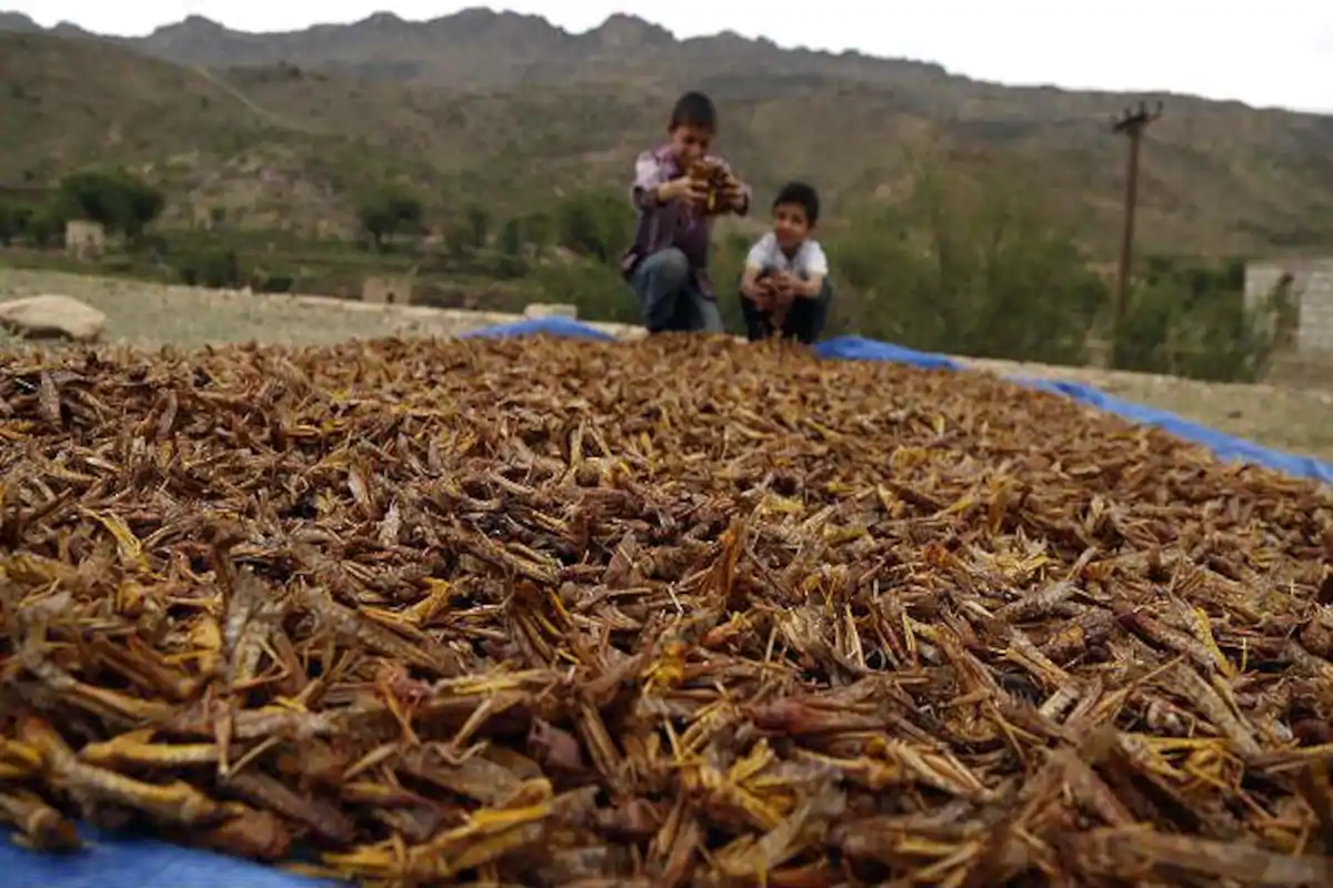 Pak govt to convert locusts into organic fertilizers