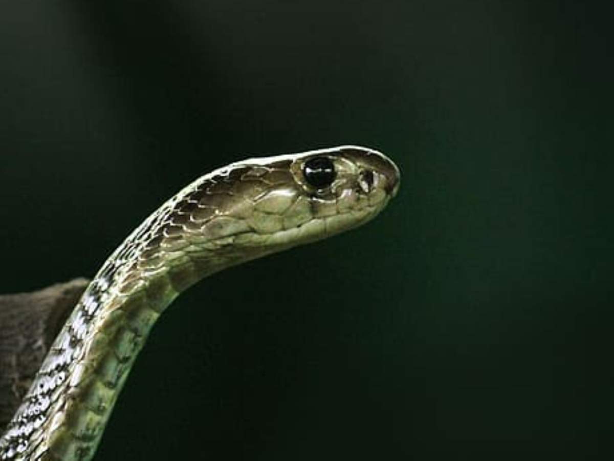 Karnataka: Pregnant woman dies of snake bite in