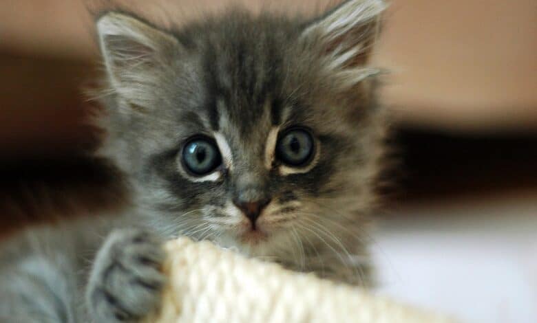 Kitten