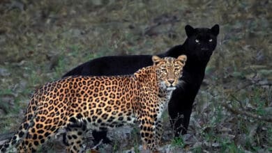 Black panther, leopardess on one frame after long wait: Mithun Hunugund