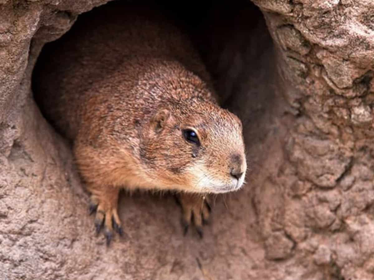 China takes precautions after bubonic plague cases