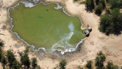Hundreds of elephants found dead in Botswana