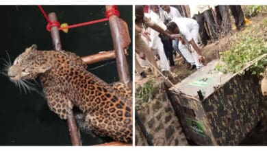 Trapped in a well, leopard rescued after 6 days in K'taka