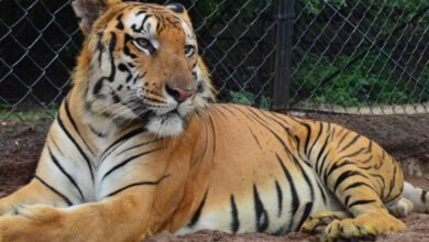 Stray bullet firing by forest guards kill Royal Bengal Tiger in Kaziranga