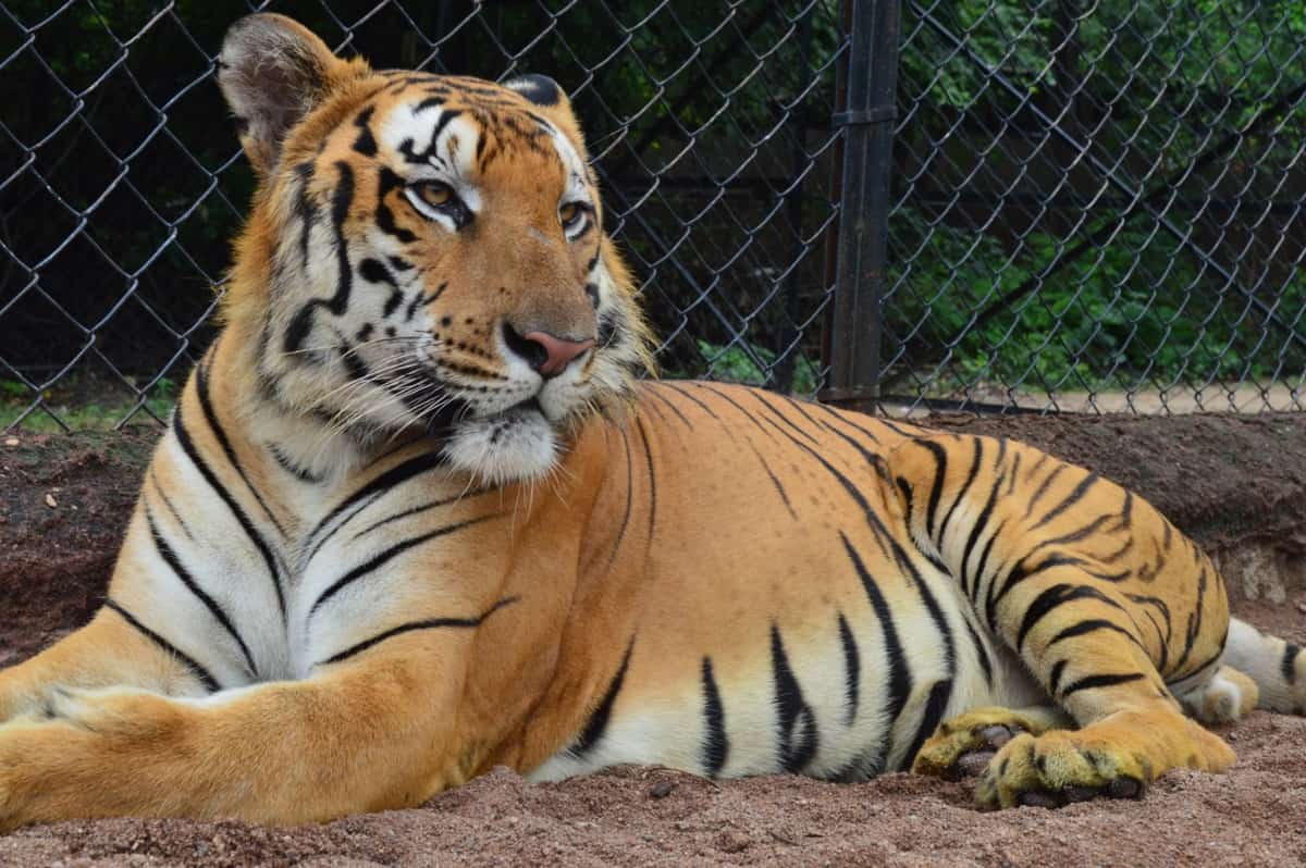 Stray bullet firing by forest guards kill Royal Bengal Tiger in Kaziranga