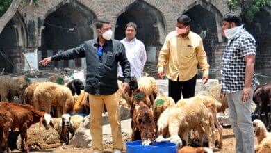 Sheep and goats being sold at Purana Pul