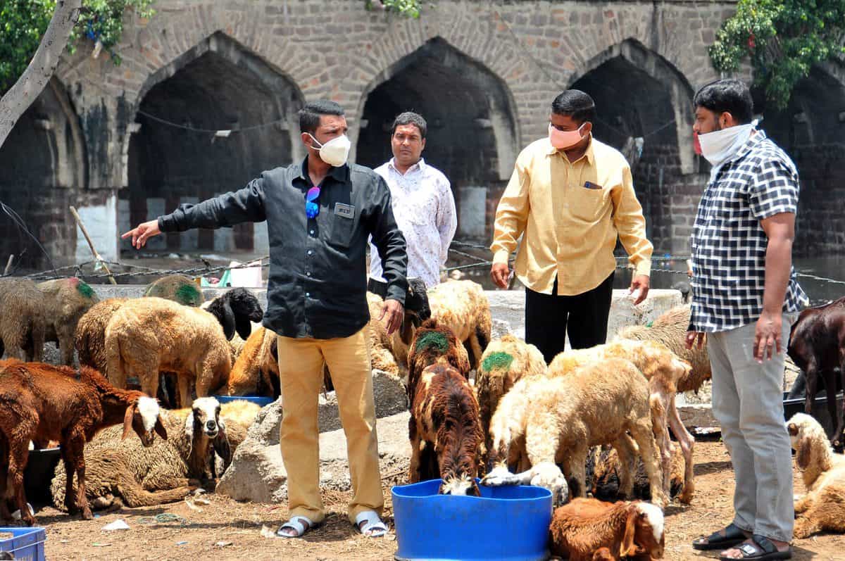 Sheep and goats being sold at Purana Pul