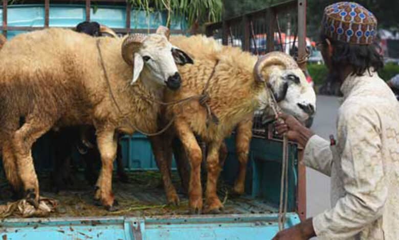 Telangana sheep distribution scam: ACB seeks custody of 2 senior officials