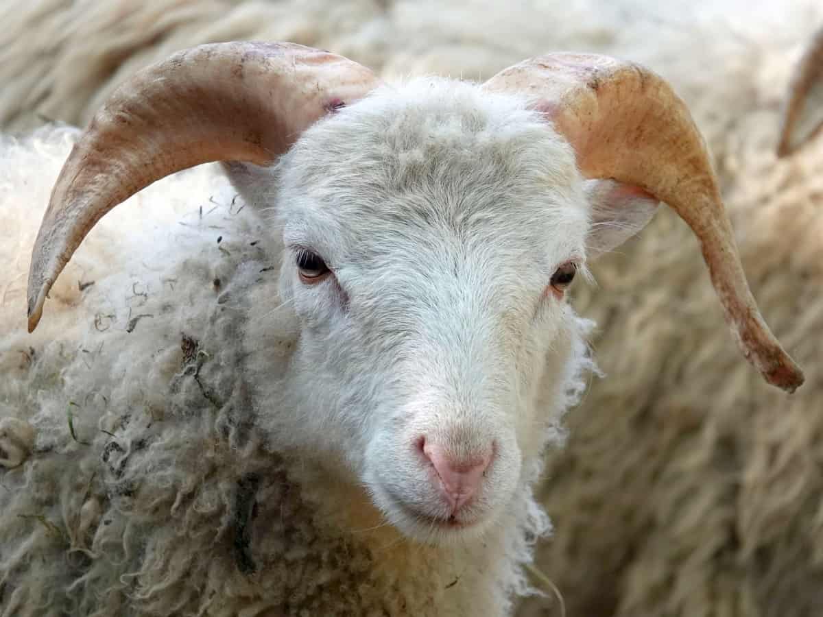 Eid-ul-Adha in Hyderabad