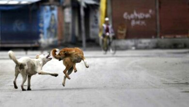 Two killed over 'dogfight' in UP's Bijnor