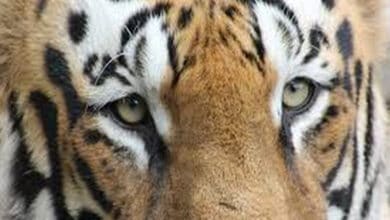tiger