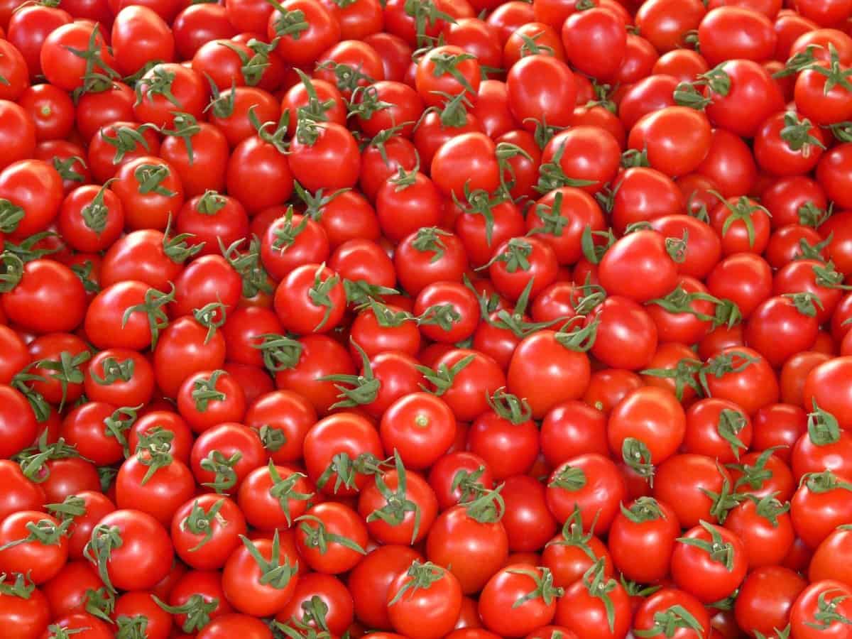 Tomato prices in Hyderabad