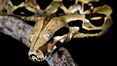 14 ft Python found under garbage dump in Secunderabad’s Colony Park
