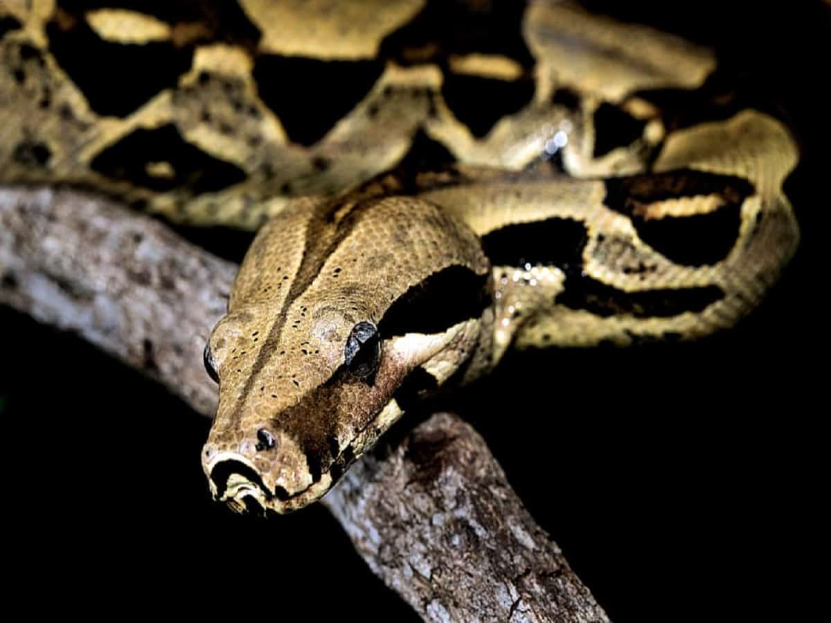 14 ft Python found under garbage dump in Secunderabad’s Colony Park