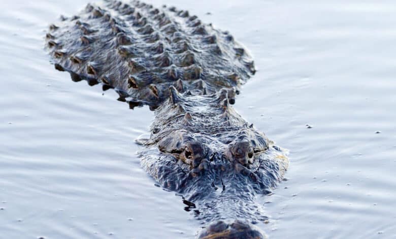 Karnataka: Woman throws speech-impaired son into crocodile canal