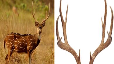 3 nabbed in B'luru for attempting to sell deer antlers