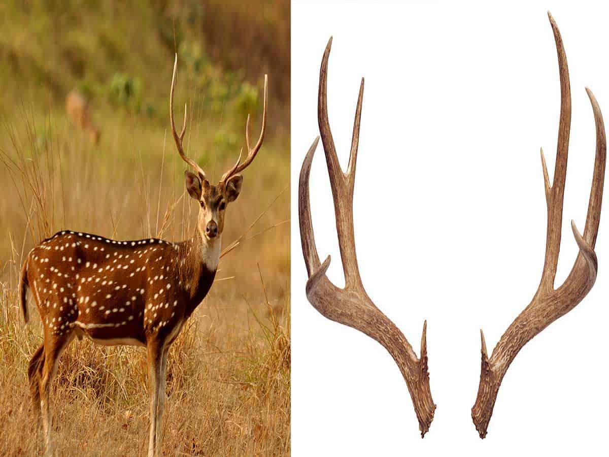 3 nabbed in B'luru for attempting to sell deer antlers